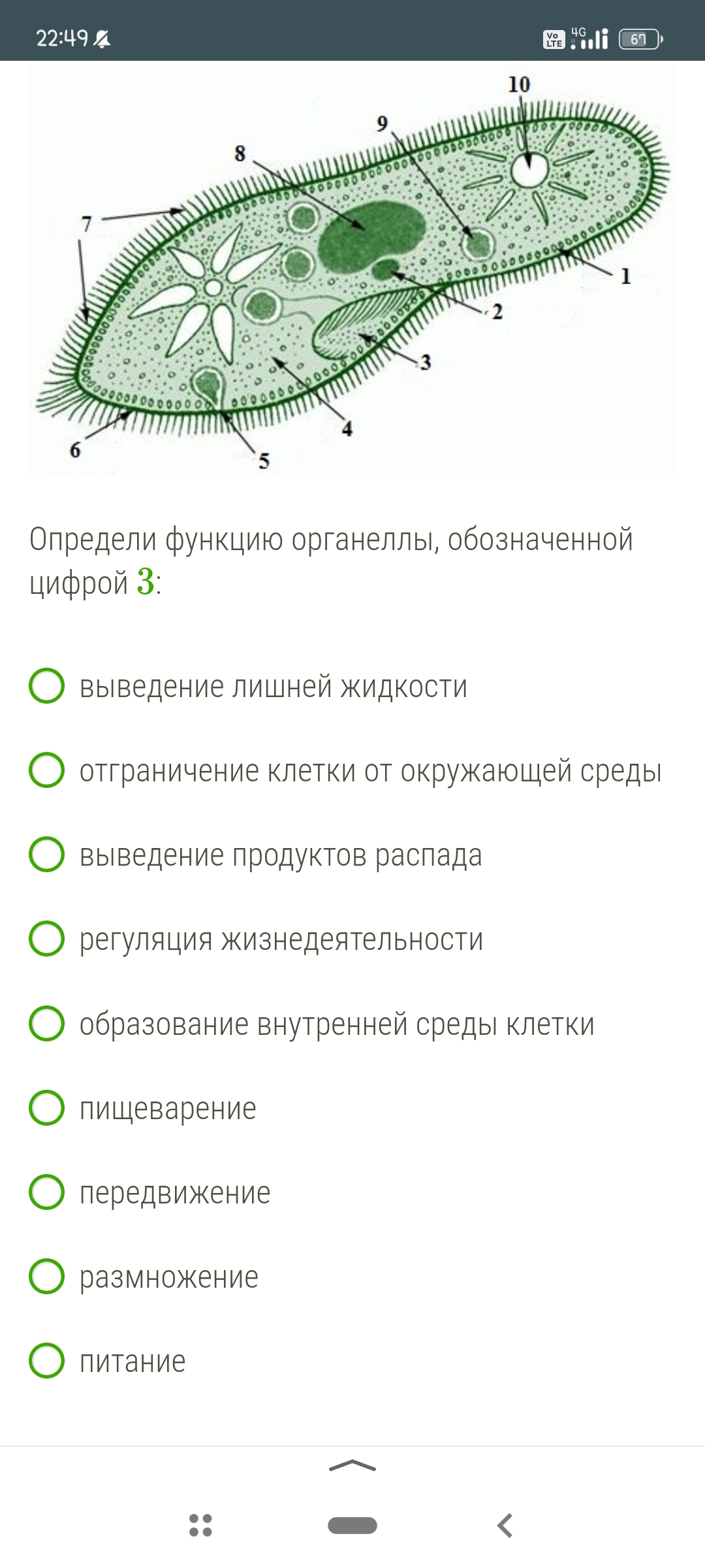 Какую функцию выполняет органоид обозначенный цифрой 5. Органоид отграничение клетки от окружающей. найди название органеллы, обозначенной цифрой. название органеллы обозначенной цифрой 6. название органеллы обозначенной цифрой 8.