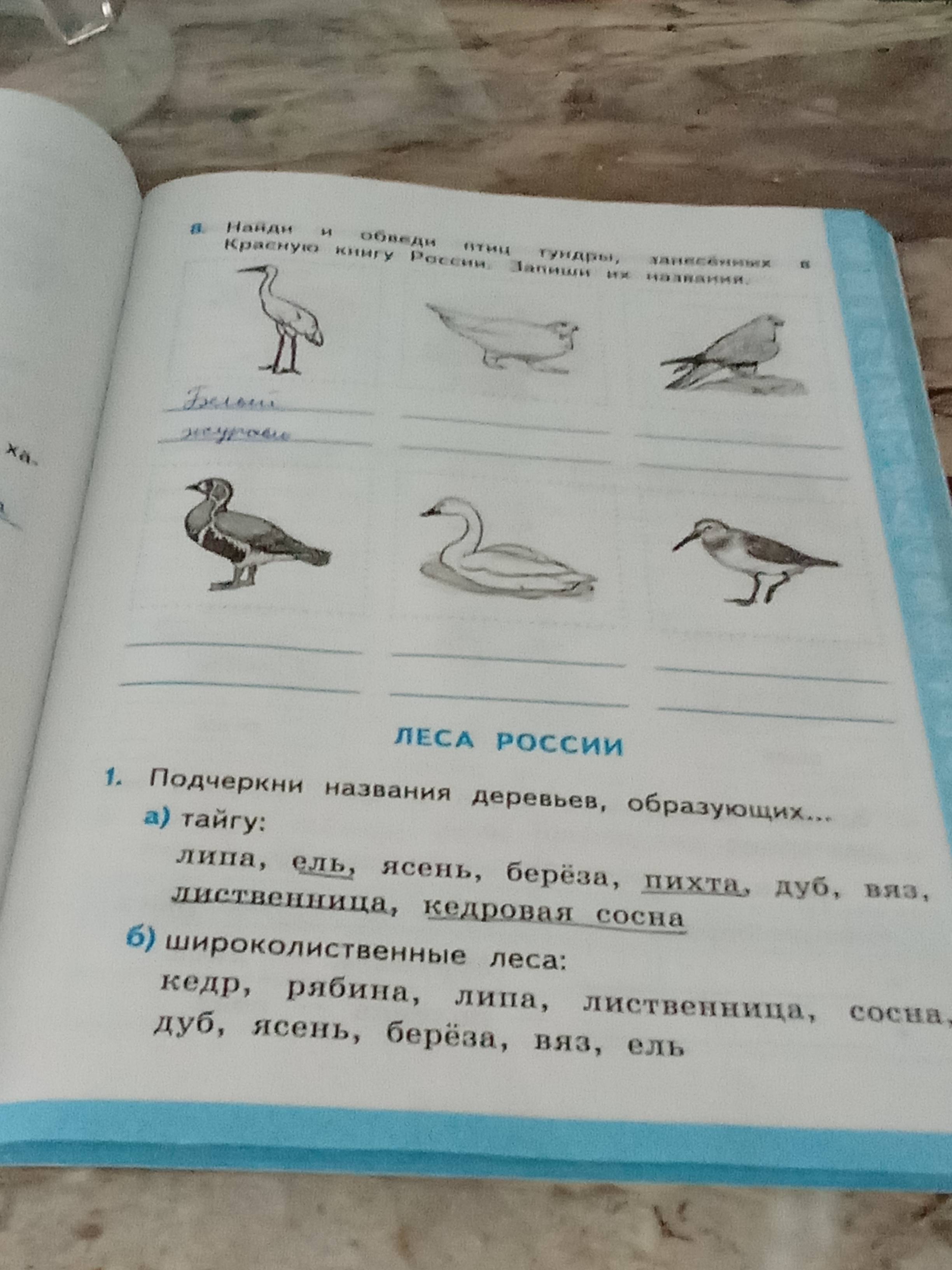 Какие деревья составляют основу широколиственных лесов. Какие деревья составляют основу широколиственных лесов